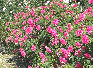 バラ園（石橋文化センター）行ってきました